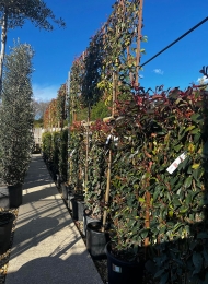 specimen-plants-2023-15