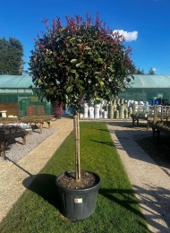 specimen-plants-2023-16