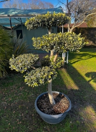 specimen-plants-2023-17