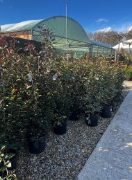 specimen-plants-2023-18