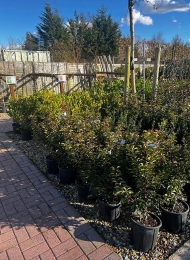 specimen-plants-2023-19