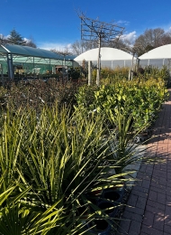 specimen-plants-2023-2