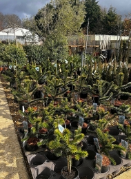 specimen-plants-2023-20