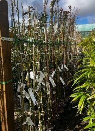 specimen-plants-2023-21