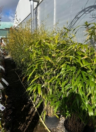 specimen-plants-2023-22