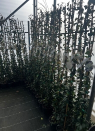specimen-plants-2023-23