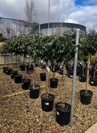 specimen-plants-2023-24