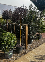 specimen-plants-2023-25