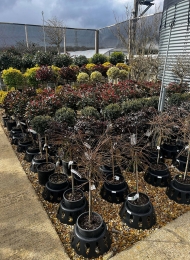 specimen-plants-2023-26