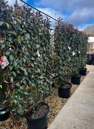 specimen-plants-2023-27