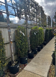 specimen-plants-2023-28