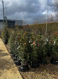 specimen-plants-2023-29