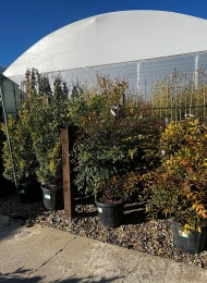 specimen-plants-2023-3