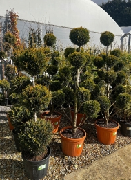 specimen-plants-2023-30