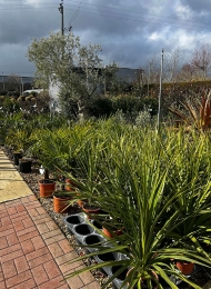 specimen-plants-2023-31