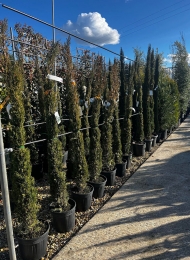 specimen-plants-2023-4