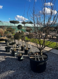 specimen-plants-2023-5