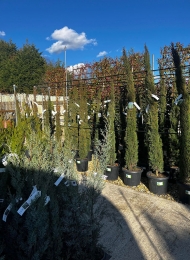 specimen-plants-2023-6