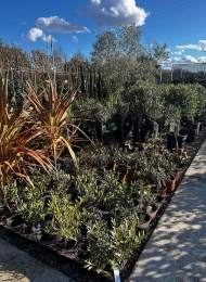 specimen-plants-2023-7