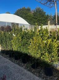 specimen-plants-2023-8