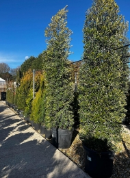 specimen-plants-2023-9