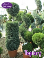 topiary-1