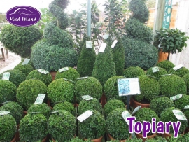 topiary-4