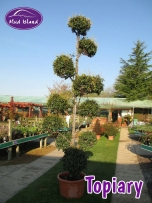 topiary-5