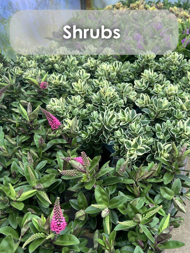 buy shrubs from local garden centre