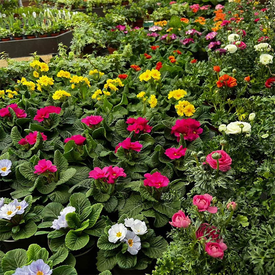 best garden centre hampshire best garden centre hampshire