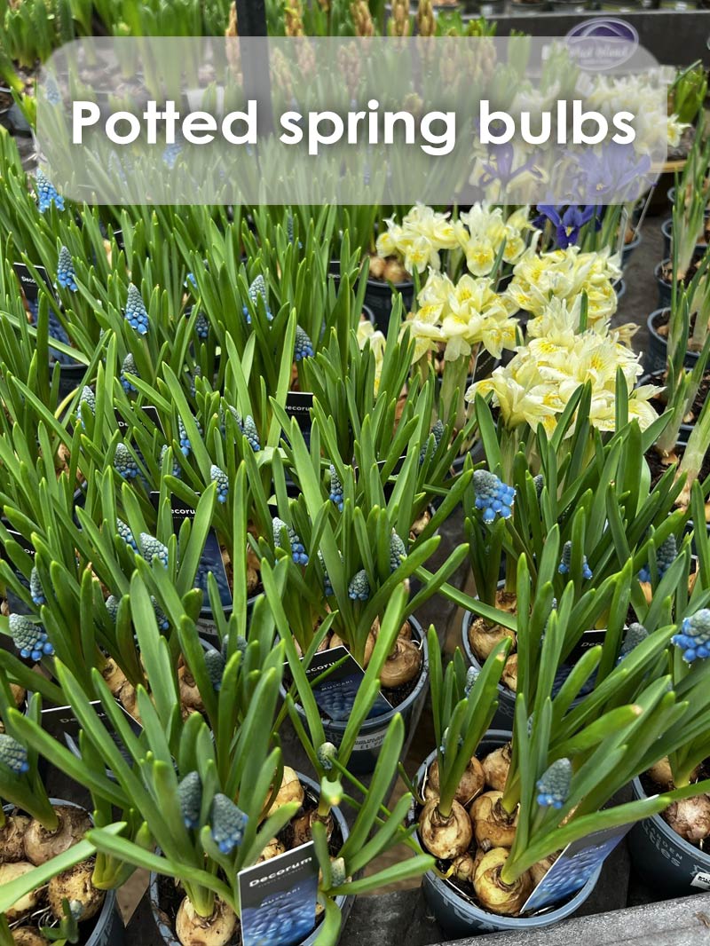 buy potted spring bulbs today buy potted spring bulbs today