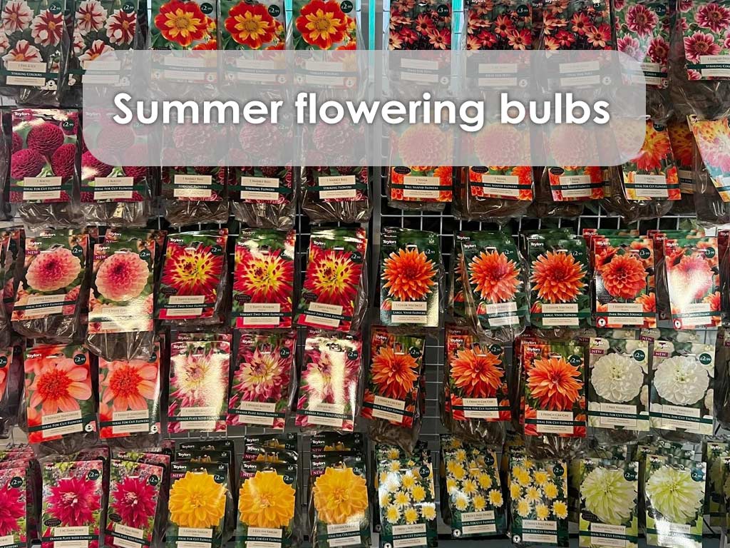 buy summer flowering bulbs in hampshire buy summer flowering bulbs in hampshire