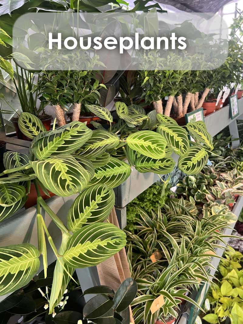 buy houseplants near me 2026 buy houseplants near me 2026