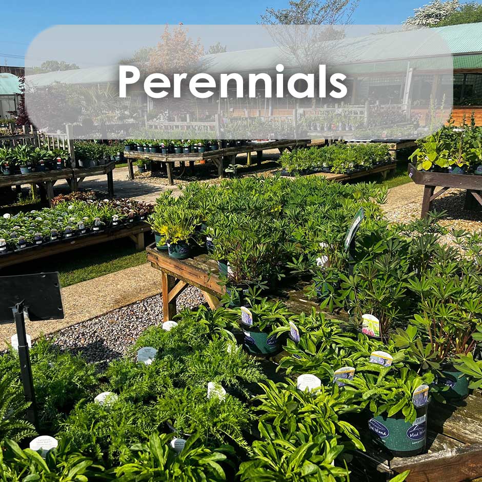 buy perennials for 2026 buy perennials for 2026