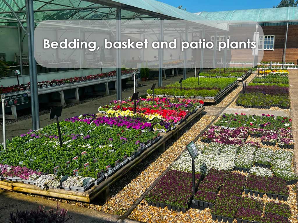 buy bedding basket and patio plants