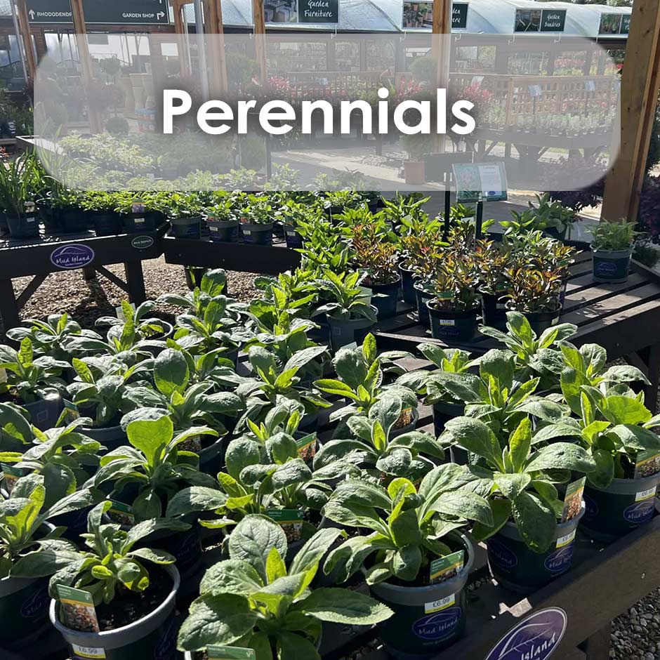 buy perennials locally