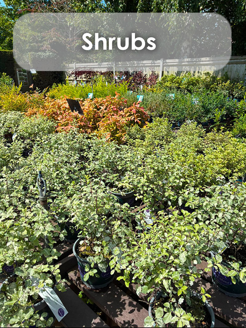 buy shrubs local garden centre