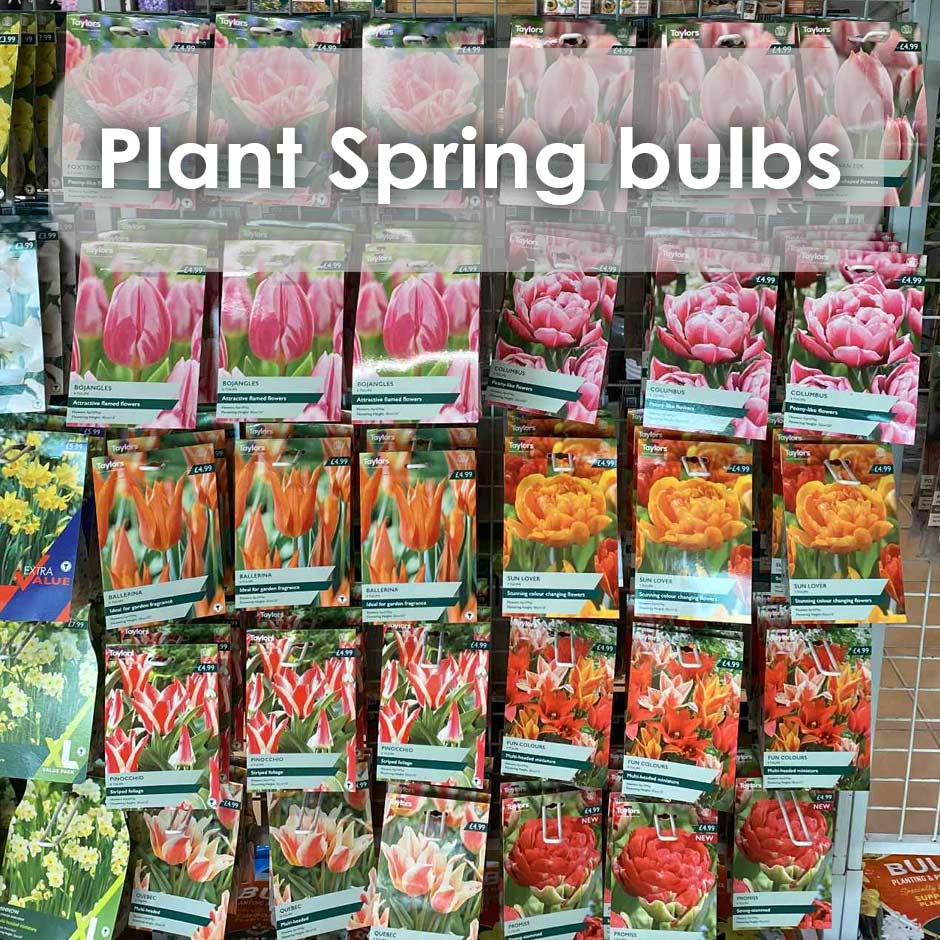 plant spring bulbs